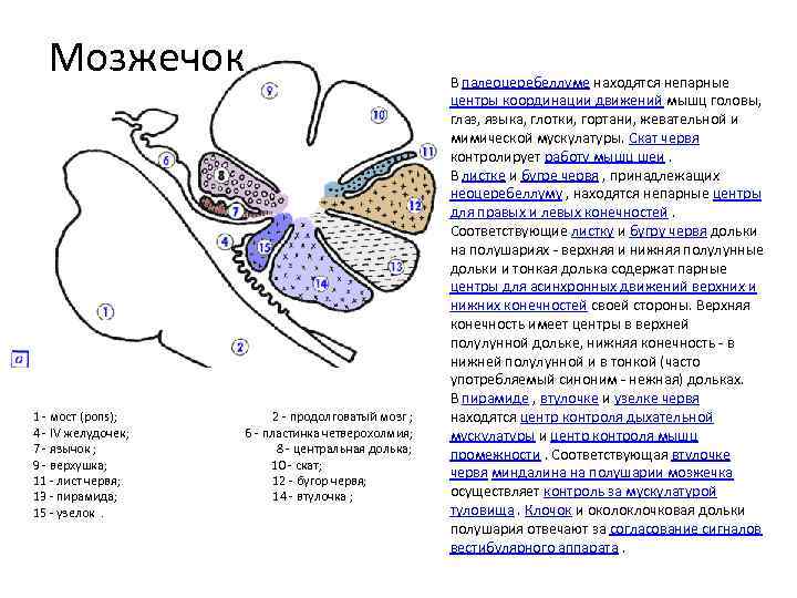 Строение мозжечка рисунок с подписями