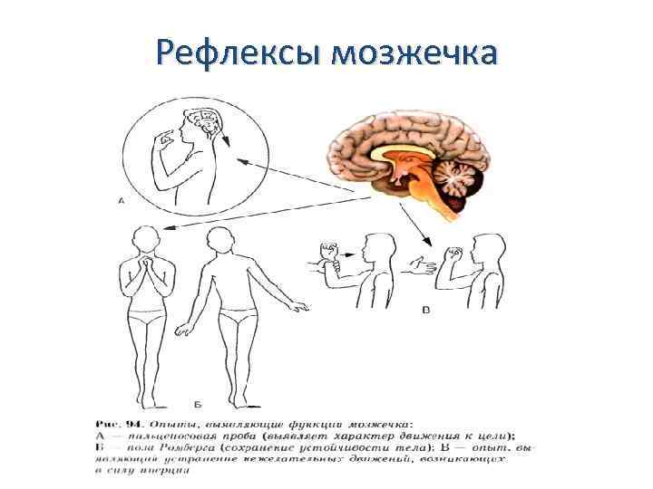 Рефлексы мозжечка 