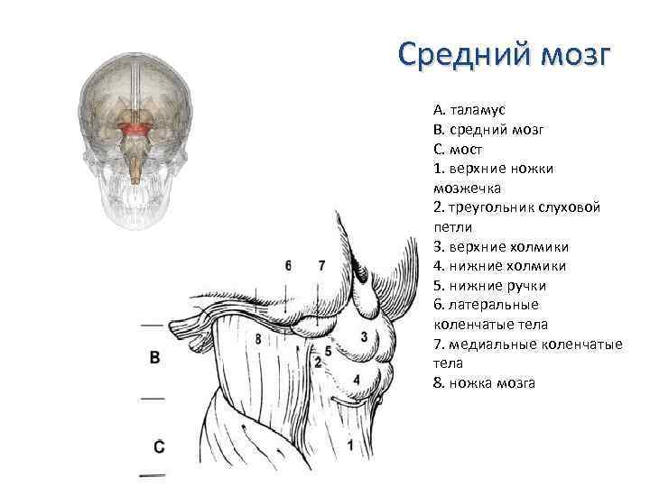 Средний мозг А. таламус В. средний мозг С. мост 1. верхние ножки мозжечка 2.