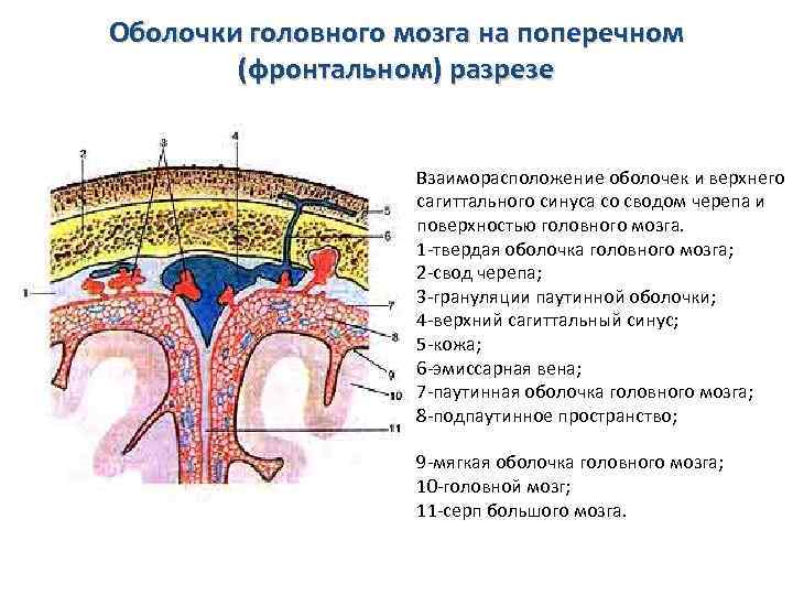 Синусы оболочек головного мозга