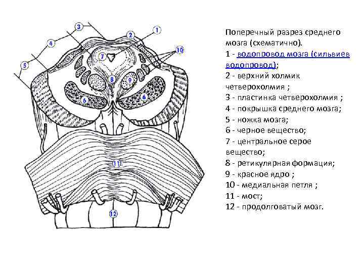 Поперечный срез среднего мозга схема