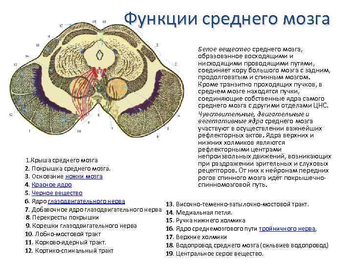 Функции среднего мозга таблица