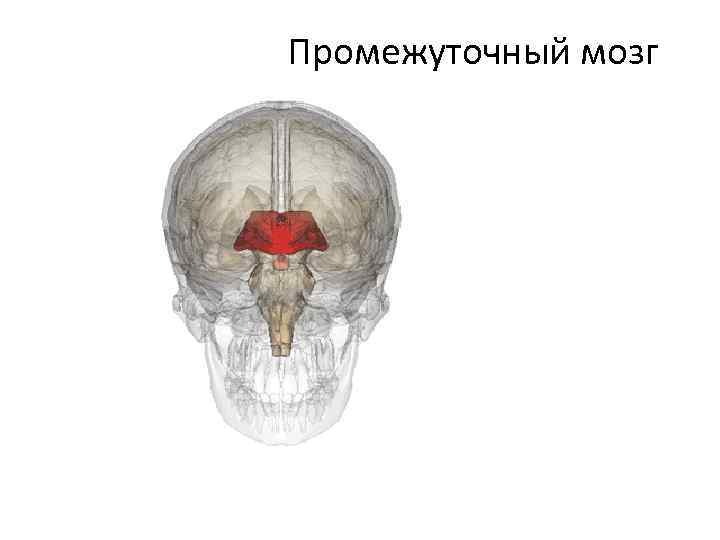  Промежуточный мозг 