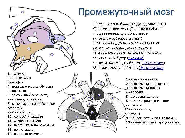 Промежуточный мозг подразделяется на: • Таламический мозг (Thalamencephalon) • Подталамическую область или гипоталамус (hypothalamus)