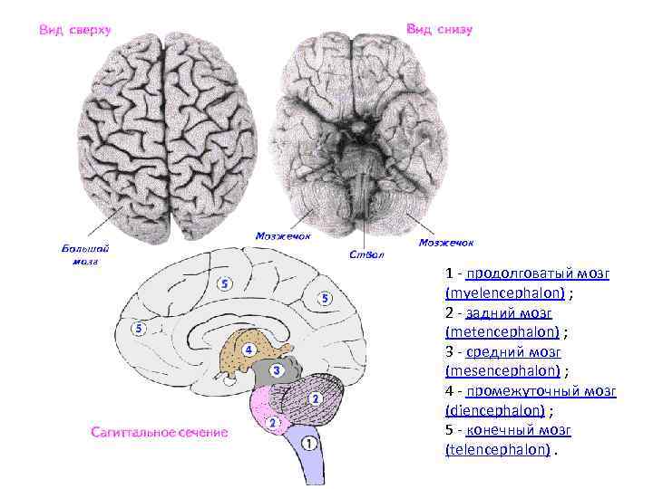 1 - продолговатый мозг (myelencephalon) ; 2 - задний мозг (metencephalon) ; 3 -