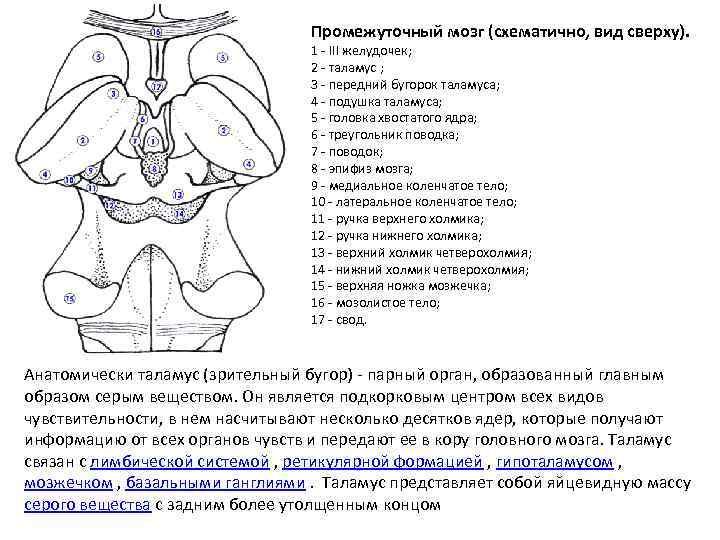 Промежуточный мозг (схематично, вид сверху). 1 - III желудочек; 2 - таламус ; 3