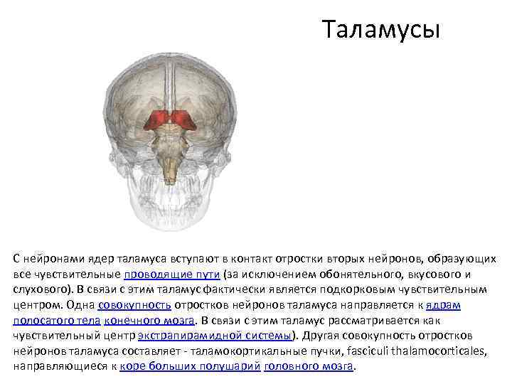  Таламусы С нейронами ядер таламуса вступают в контакт отростки вторых нейронов, образующих все