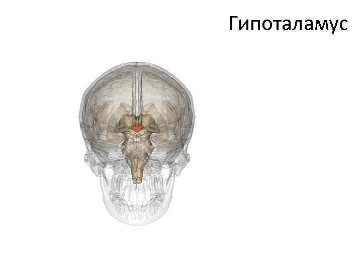 Гипоталамус 