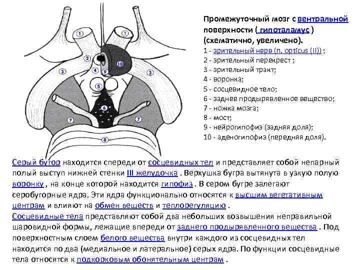 Промежуточный мозг c вентральной поверхности ( гипоталамус ) (схематично, увеличено). 1 - зрительный нерв