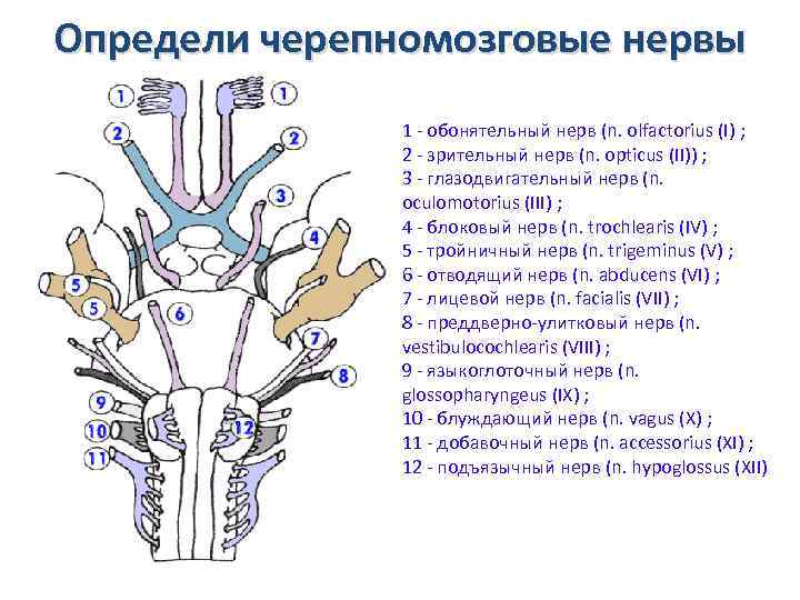 Схема обонятельного нерва ход