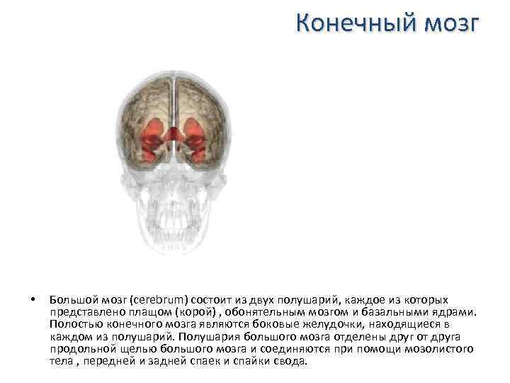 Конечный мозг • Большой мозг (cerebrum) состоит из двух полушарий, каждое из которых представлено