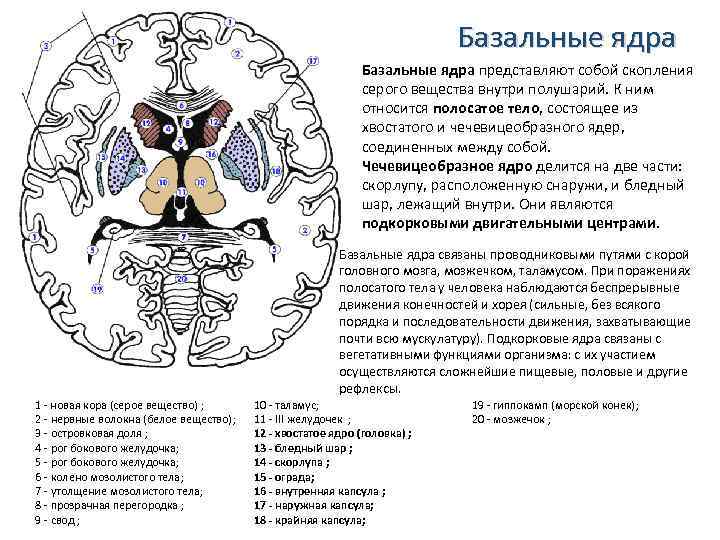 Базальные ядра головного мозга анатомия схема