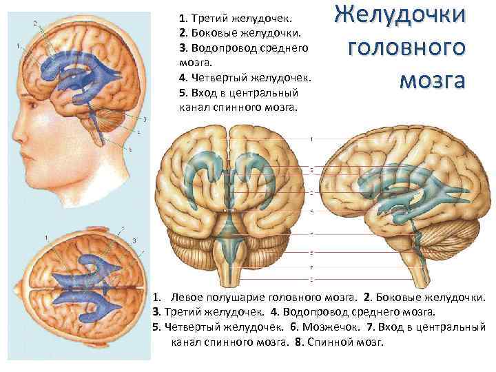 Желудочек расположен