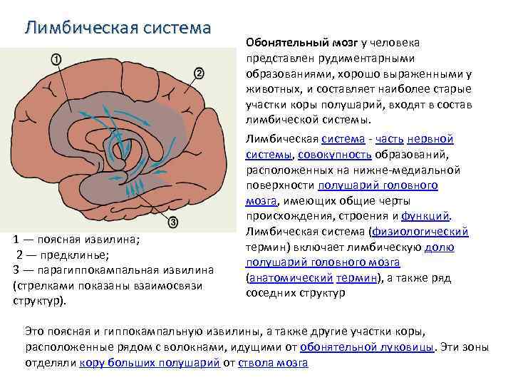 Поясная извилина