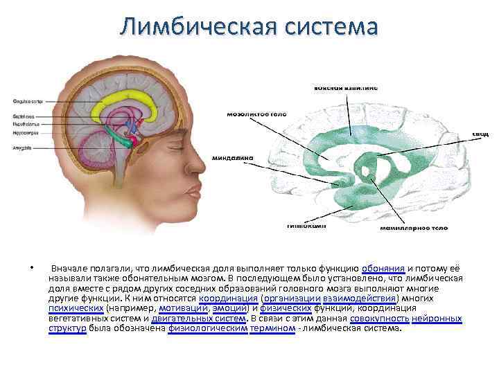 Лимбическая система • Вначале полагали, что лимбическая доля выполняет только функцию обоняния и потому