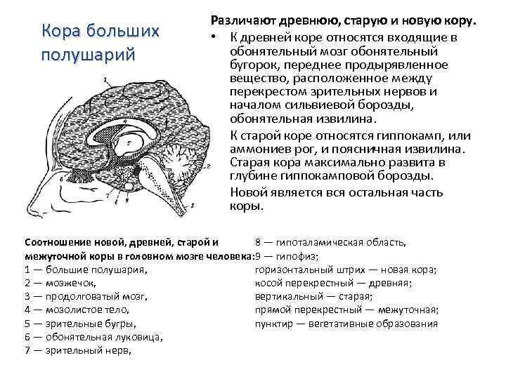 Кора больших полушарий Различают древнюю, старую и новую кору. • К древней коре относятся