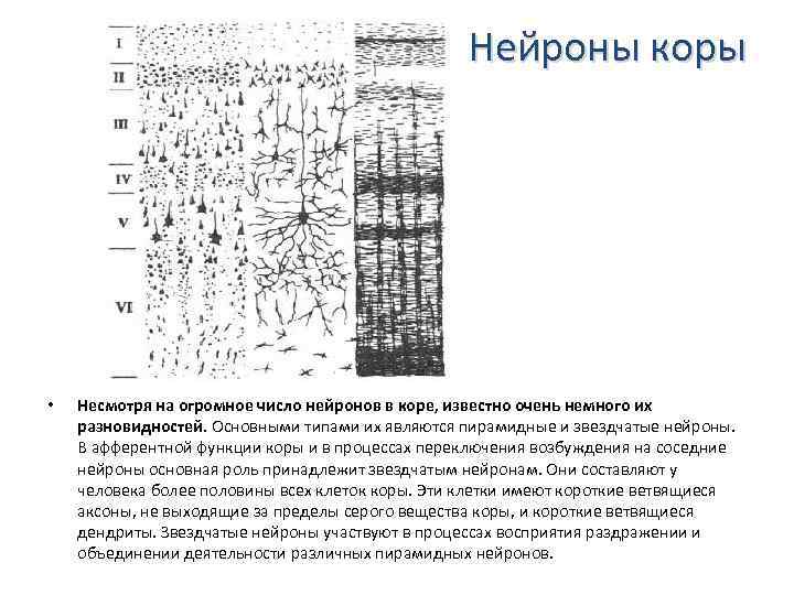 Нейроны коры • Несмотря на огромное число нейронов в коре, известно очень немного их