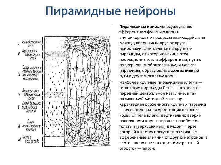 Пирамидные нейроны • • Пирамидные нейроны осуществляют эфферентную функцию коры и внутрикорковые процессы взаимодействия