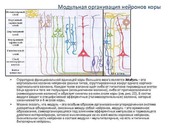 Модульная организация нейронов коры • • Структурно-функциональной единицей коры большого мозга является Модуль –