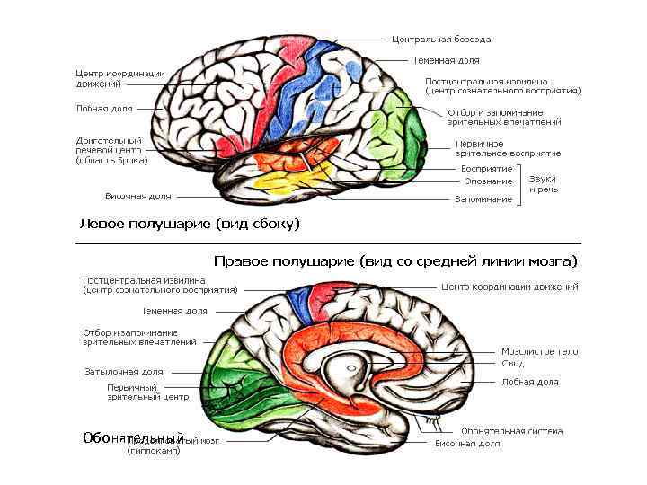 Функции лобной доли головного мозга человека. Функции лобной доли головного мозга таблица. За что отвечает лобный отдел головного мозга. Доли мозга за что отвечают.