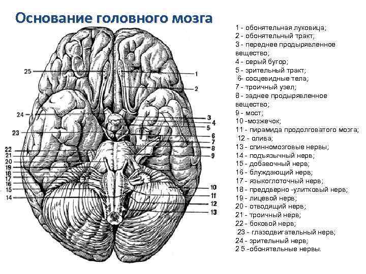 Основание головного мозга 1 - обонятельная луковица; 2 - обонятельный тракт; 3 - переднее