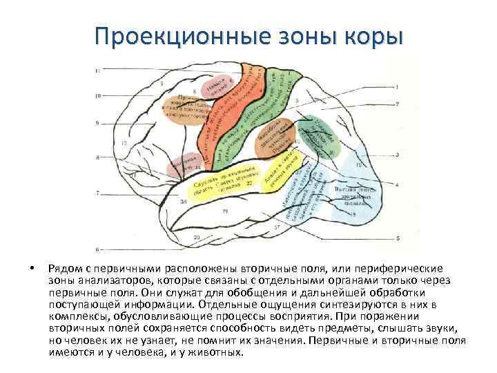 Проекционные зоны коры • Рядом с первичными расположены вторичные поля, или периферические зоны анализаторов,