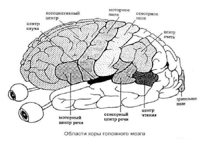 Речь какой мозг