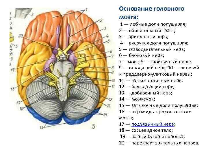 марихуана и головной мозг