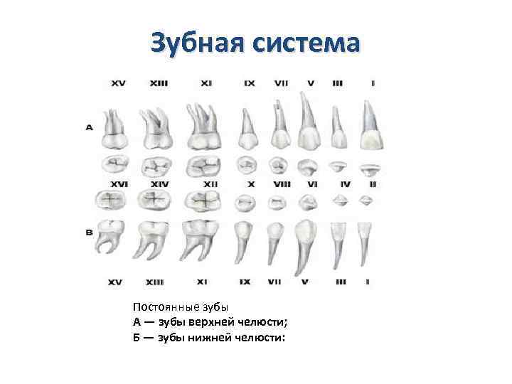 Зубная система Постоянные зубы А — зубы верхней челюсти; Б — зубы нижней челюсти: