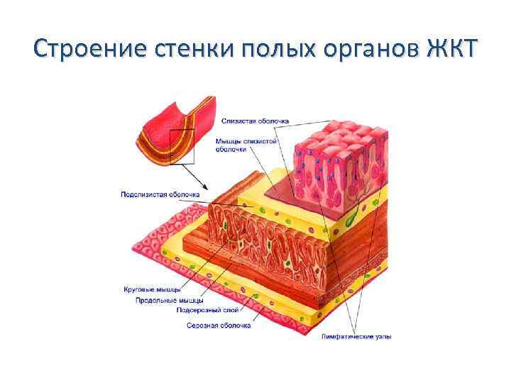 Общий план строения стенки пищеварительной трубки гистология