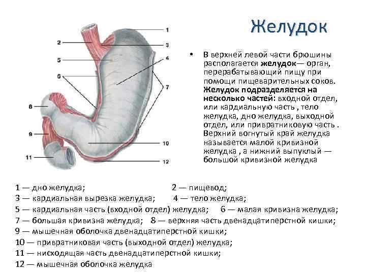 Средняя часть живота. Постбульбарный отдел 12 перстной кишки. Пищевод желудок 12 перстная кишка анатомия.
