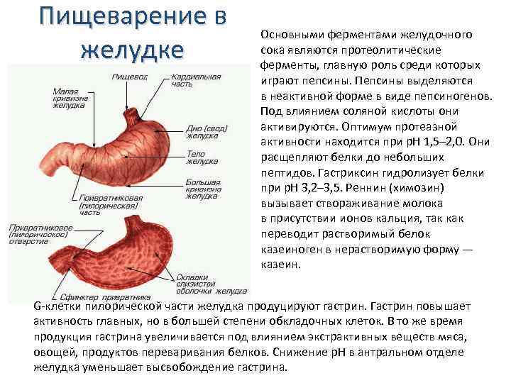 Пищеварение в желудке Основными ферментами желудочного сока являются протеолитические ферменты, главную роль среди которых