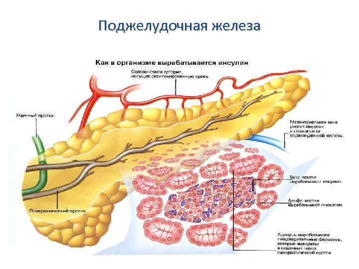 Поджелудочная железа 