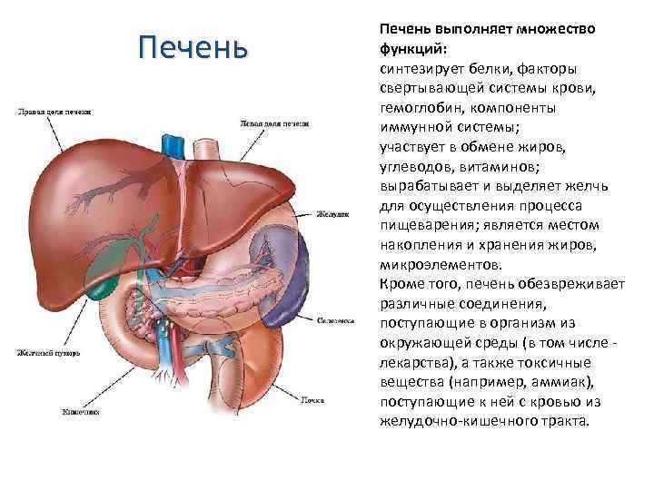 Печень выполняет множество функций: синтезирует белки, факторы свертывающей системы крови, гемоглобин, компоненты иммунной системы;