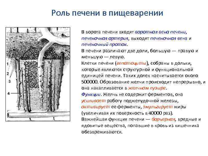 Роль печени в пищеварении В ворота печени входят воротная вена печени, печеночная артерия, выходят