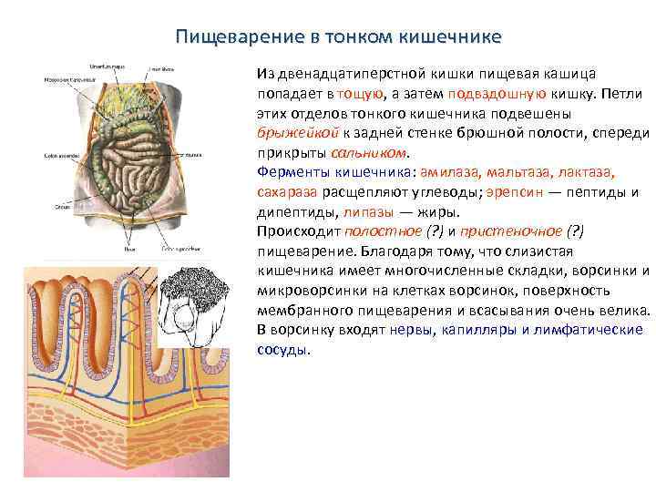 Пищеварение в тонком кишечнике Из двенадцатиперстной кишки пищевая кашица попадает в тощую, а затем