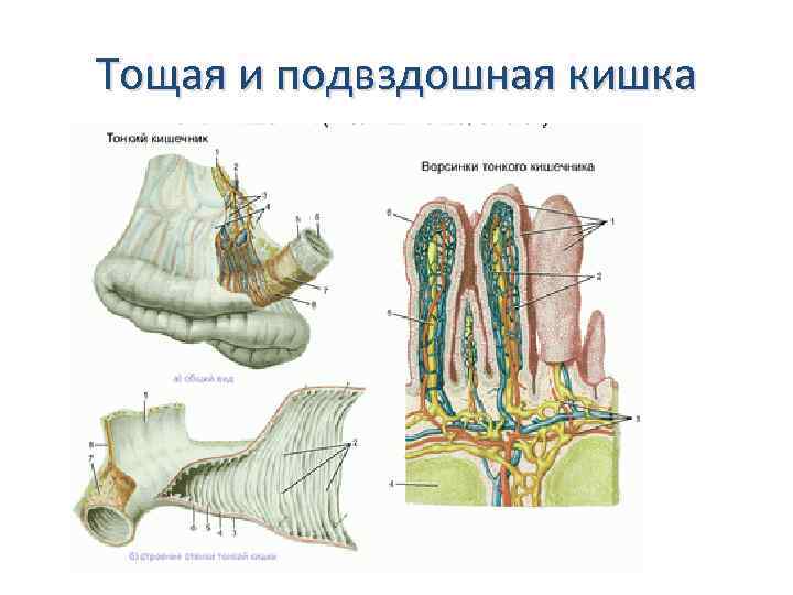 Тощая и подвздошная кишка 