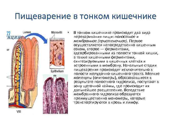 Пищеварение в тонком