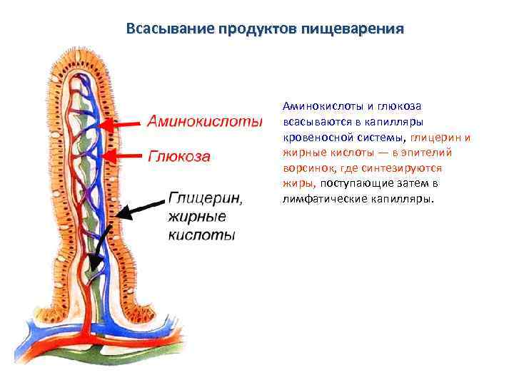 Всасывание продуктов пищеварения Аминокислоты и глюкоза всасываются в капилляры кровеносной системы, глицерин и жирные