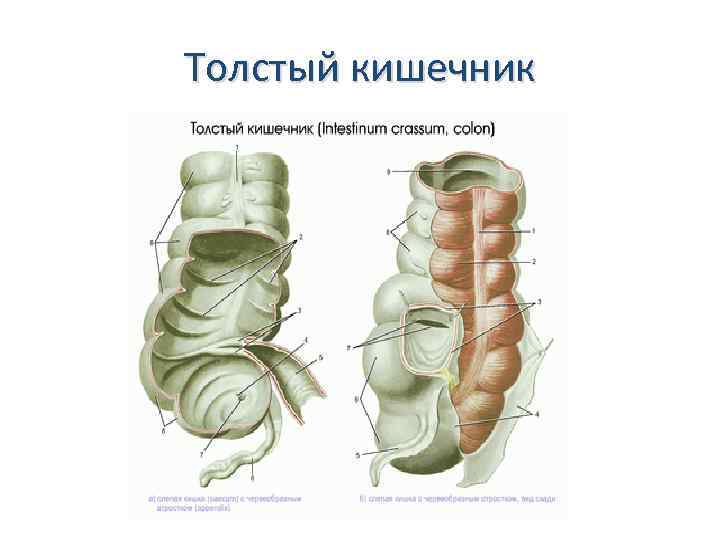 Толстый кишечник 