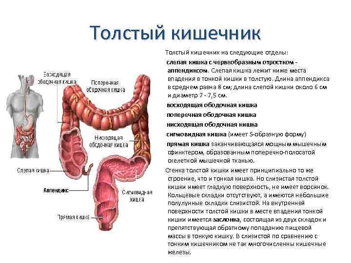 Строение слепой кишки