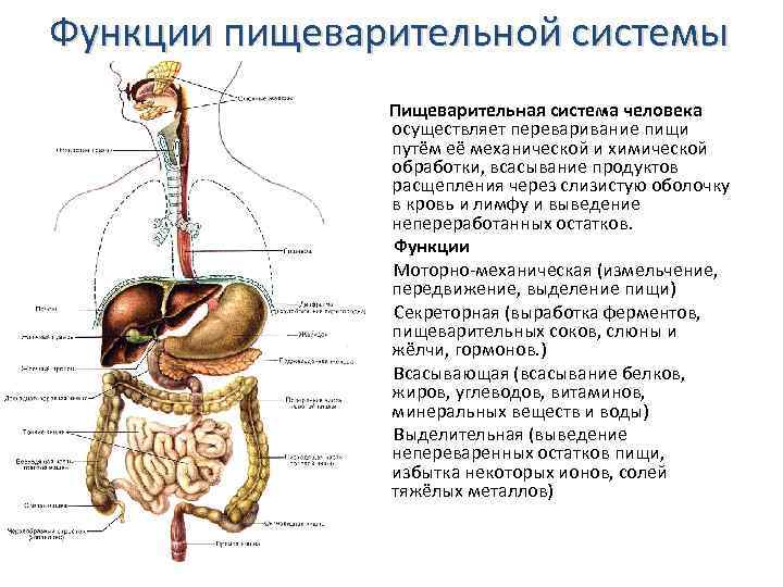 Функционирование органы. Система пищеварения структура и функции. Строение и функции пищеварительной системы. Функции органов системы пищеварения человека. Функции пищеварительной системы схема.