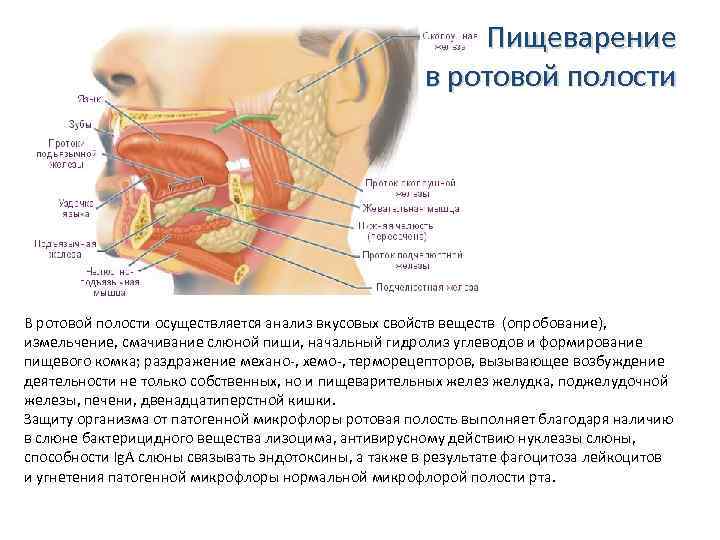 Как осуществляется пищеварение в ротовой полости