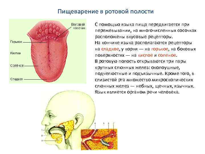 Пищеварение в ротовой полости С помощью языка пища передвигается при пережевывании, на многочисленных сосочках