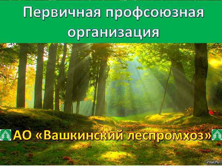 Первичная профсоюзная организация АО «Вашкинский леспромхоз» 