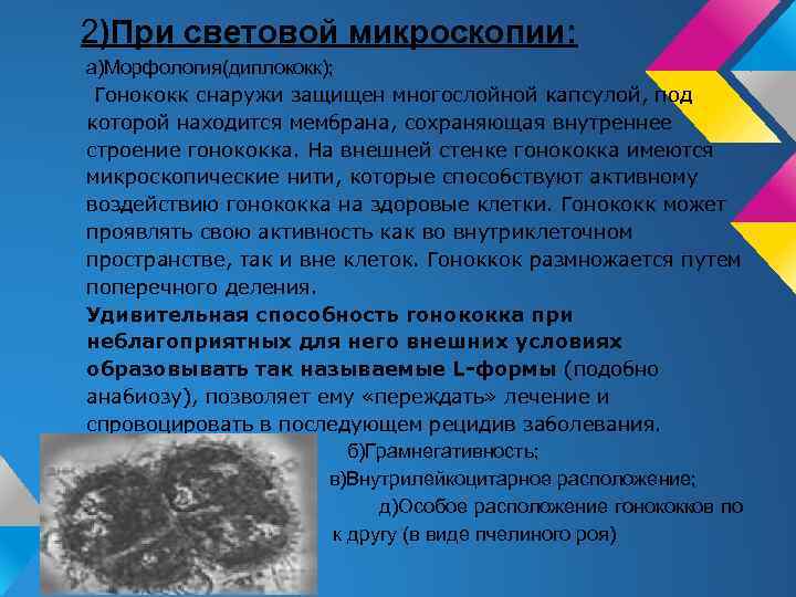 2)При световой микроскопии: а)Морфология(диплококк); Гонококк снаружи защищен многослойной капсулой, под которой находится мембрана, сохраняющая