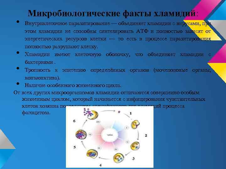  • Микробиологические факты хламидий: Внутриклеточное паразитирование — объединяет хламидии с вирусами, при этом