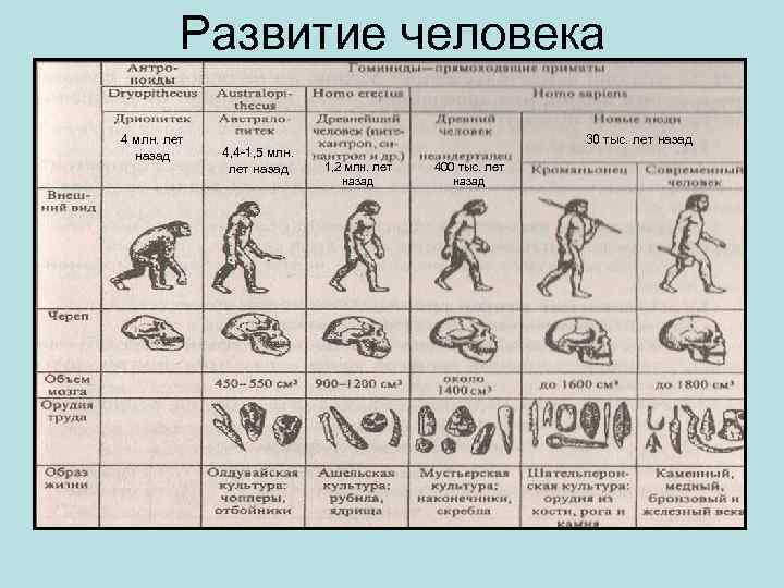 Развитие человека 4 млн. лет назад 4, 4 -1, 5 млн. лет назад 30