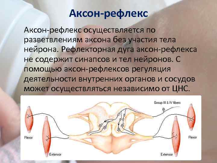 Аксон-рефлекс осуществляется по разветвлениям аксона без участия тела нейрона. Рефлекторная дуга аксон-рефлекса не содержит