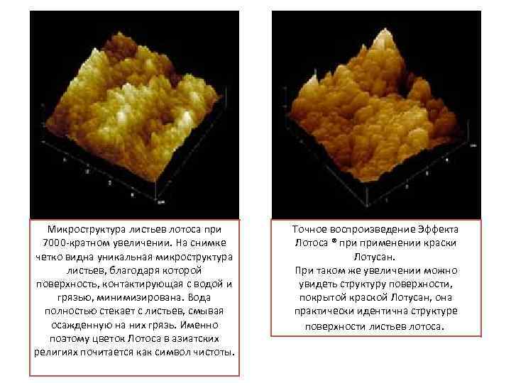 Микроструктура листьев лотоса при 7000 -кратном увеличении. На снимке четко видна уникальная микроструктура листьев,